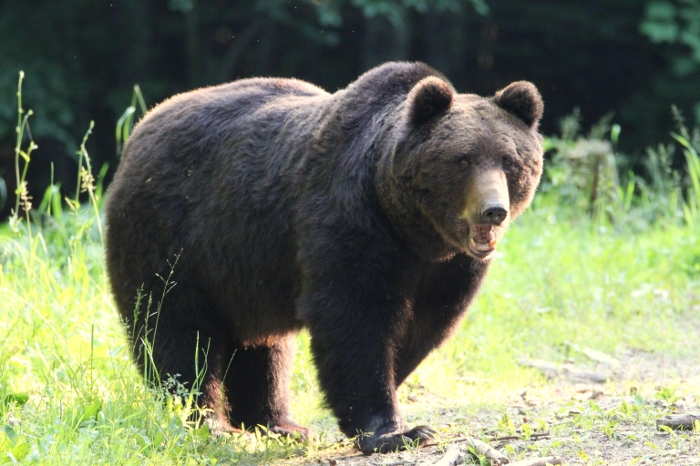 Obserwowanie niedźwiedzi w dzikim Braszowie