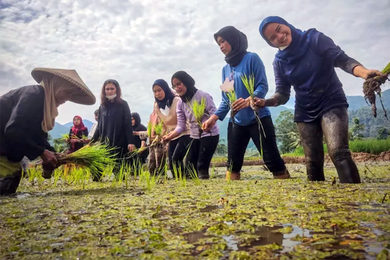 Bandung Countryside Tour: Waterfall, Rice Fields &amp; Culture