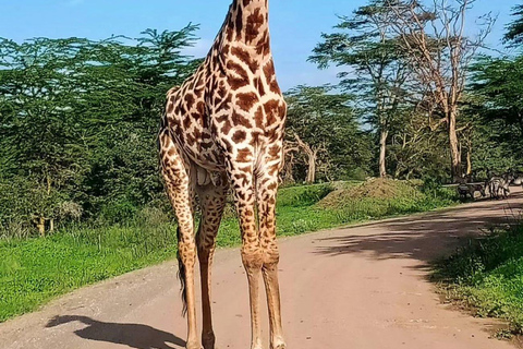 Parco Nazionale di Nairobi: con una jeep aperta con tetto pop