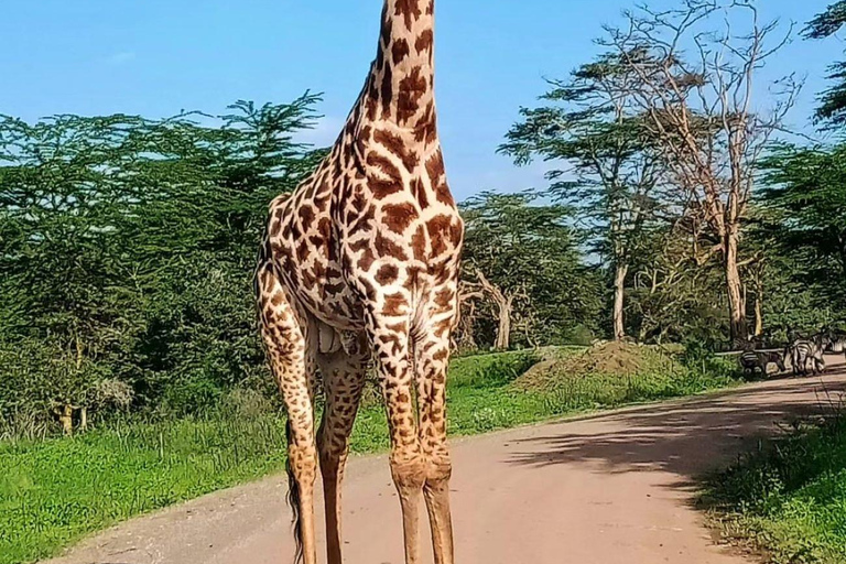 Parco Nazionale di Nairobi: con una jeep aperta con tetto pop