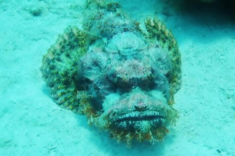 Mer Rouge : sortie plongée sous-marine d'une journéeSortie avec prise en charge depuis Hurghada