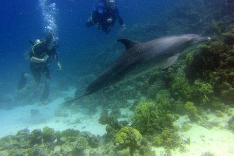 Mer Rouge : sortie plongée sous-marine d'une journéeSortie avec prise en charge depuis Hurghada