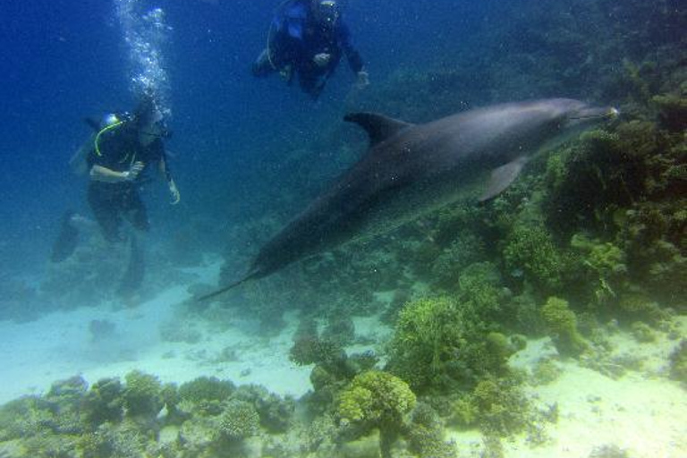 Mer Rouge : sortie plongée sous-marine d'une journéeSortie avec prise en charge depuis Hurghada