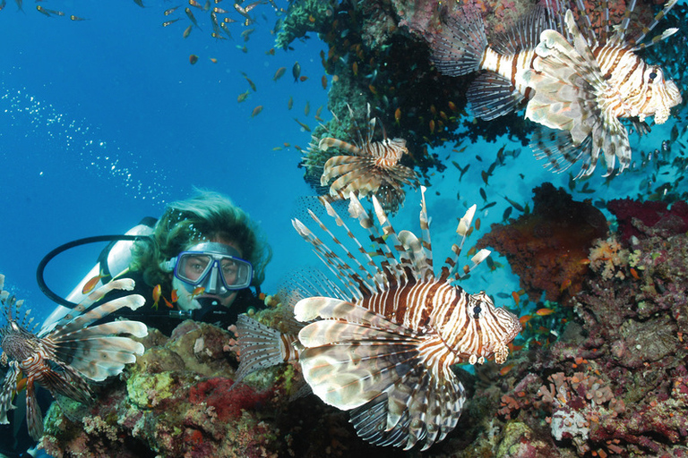 Mer Rouge : sortie plongée sous-marine d'une journéeSortie avec prise en charge depuis Hurghada