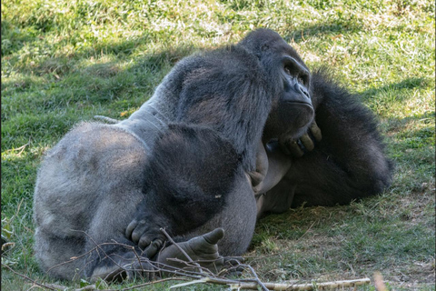 Entebbe, Uganda: 6-Day Gorilla Tracking and Wildlife Safari