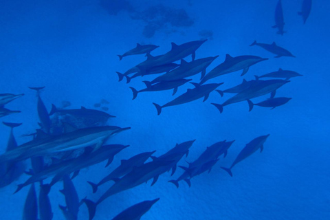 Marsa Alam: Dolphin House Adventure at Shaab Samadai Reef