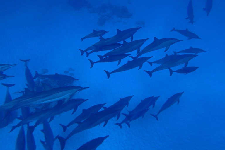 Marsa Alam: Dolphin House Adventure at Shaab Samadai Reef
