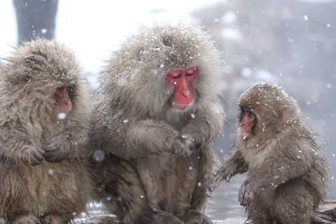 Nagano : Singes des neiges, temple Zenkoji et saké - visite privée d'une journéeExcursion d'une journée aux singes des neiges, au temple Zenkoji et au saké