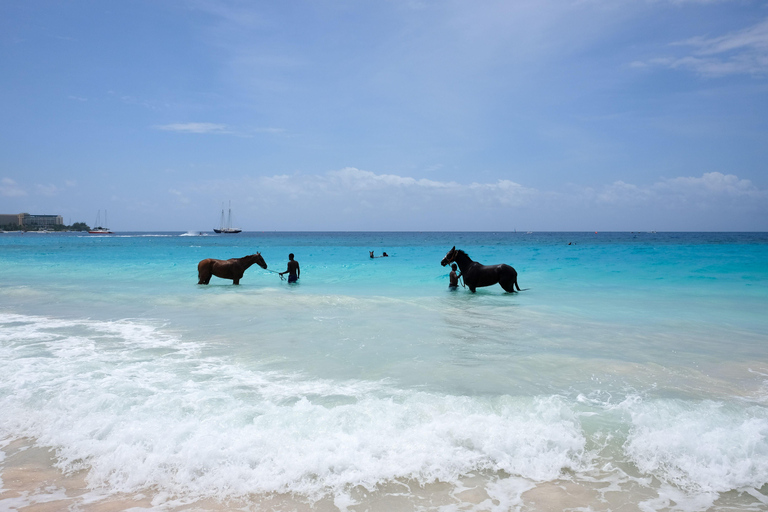 Negril: Beach HorseRide Experience with Free Photos & Videos