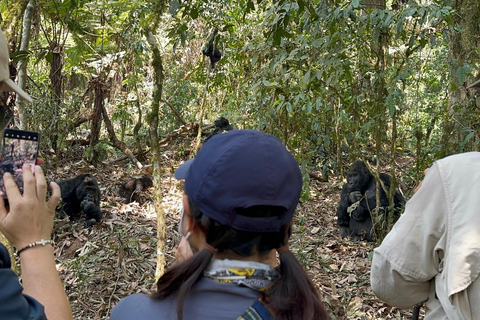 1 giorno di trekking con i gorilla e il centro di ricerca di Karisoke, Volcanoes NP