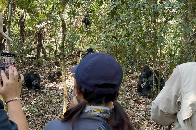 1 dia de Gorilla Trek &amp; Karisoke Research Center, Volcanoes NP