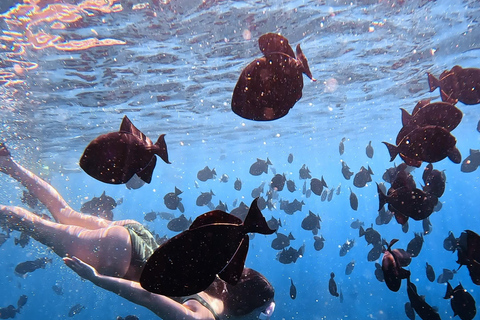 Waikiki : Visite en petit groupe du Turtle Canyon avec masque et tuba