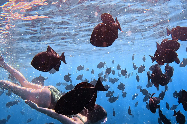 Waikiki : Visite en petit groupe du Turtle Canyon avec masque et tuba