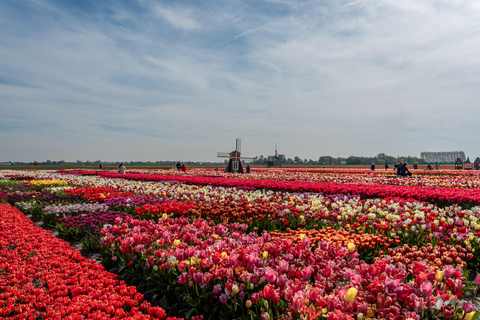 From Amsterdam: Tulip Experience and Tulip Fields Tour 4-hour tour Tulip Experience