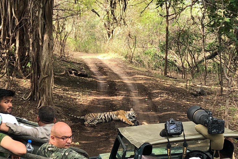 Spot Tigers and other wild of Ranthambore on a Day-Same Tour Ranthambore day trip with local guide full day + naturalist