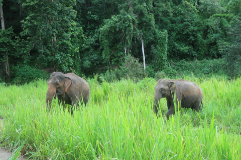 Chiang Mai: Elephant Sanctuary &amp; Jungle Trek w/ WaterfallSanctuary,Trekking,waterfall and bamboo rafting