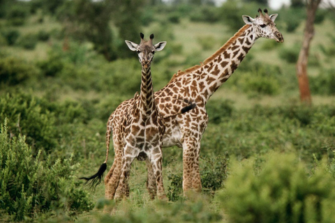 Mount Meru: 4-tägige geführte Wanderung mit Verpflegung4-tägige geführte Besteigung des Mount Meru mit Verpflegung