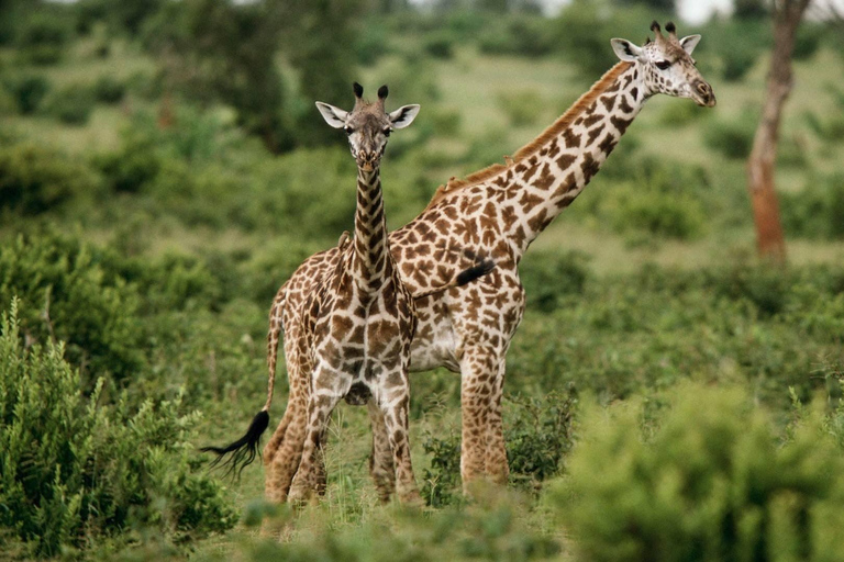 Mount Meru: 4-tägige geführte Wanderung mit Verpflegung4-tägige geführte Besteigung des Mount Meru mit Verpflegung