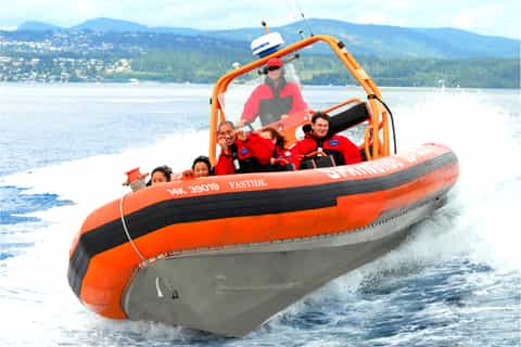 3hour zodiac whale watching tour from victoria