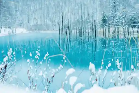 Hokkaido Winter Asahiyama Zoo, Enchanting Blue Pond Day Tour