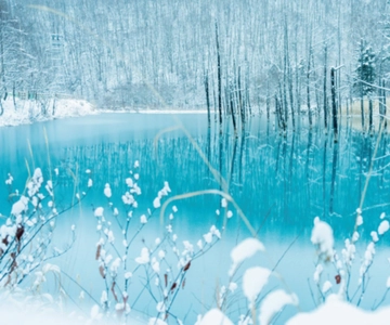 Hokkaido Winter Asahiyama Zoo, Enchanting Blue Pond Day Tour