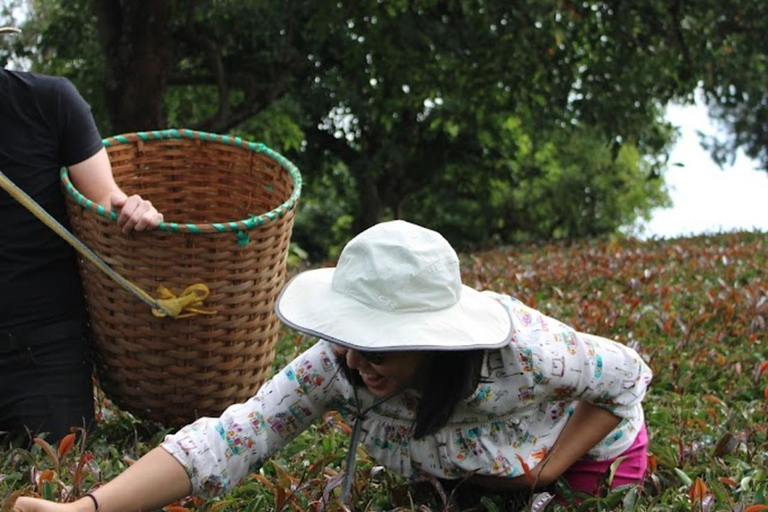 Nairobi: Purple Tea Farm Gatura Greens Day Trip