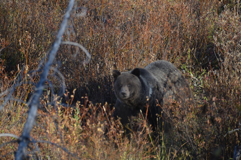 Jackson: Grand Teton & Yellowstone Private Van Tour