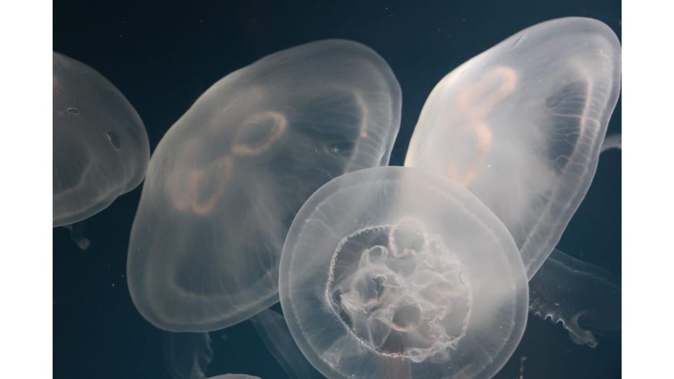 Los Angeles Heal The Bay Aquarium in Santa Monica GetYourGuide