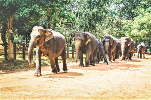 Day Tour to Elephant Orphanage / spice garden