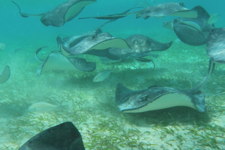 Ab Caye Caulker: Schnorchel-Tour im Meeresschutzgebiet