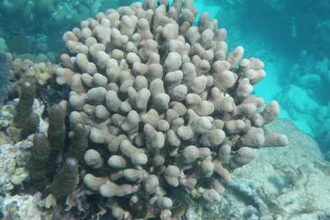 Depuis Caye Caulker : Excursion de plongée en apnée dans la réserve marine