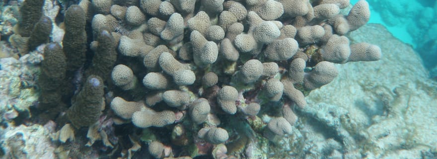 Depuis Caye Caulker : Excursion de plongée en apnée dans la réserve marine