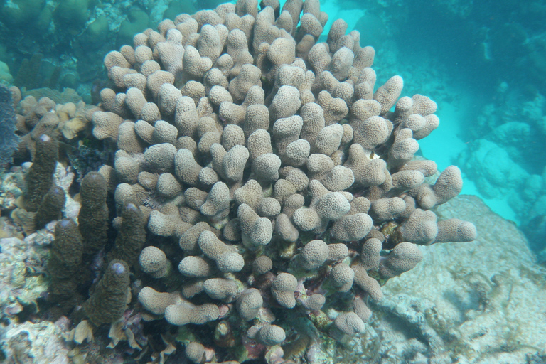 Från Caye Caulker: Snorklingstur i marinreservatetFrån Caye Caulker: Marine Reserve 3,5 timmars snorkeltur