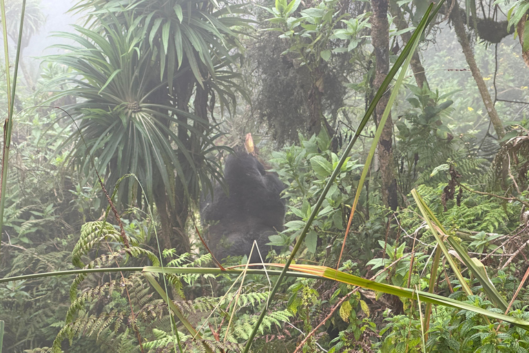 1 Tag Mount Bisoke Wanderabenteuerreise, Volcanoes N Park