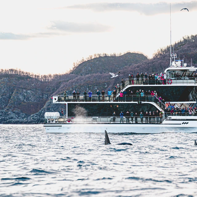 Hybrid-Electric Whale Watching Cruise — tour listing photo
