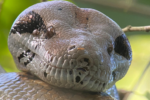 Manuel Antonio Park: Wandeltour met gids en naturalistPrivétour