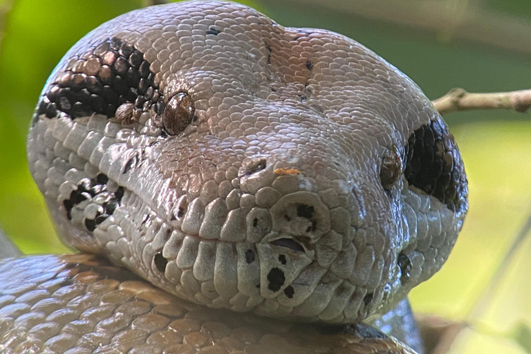 Manuel Antonio Park: Wandeltour met gids en naturalistPrivétour