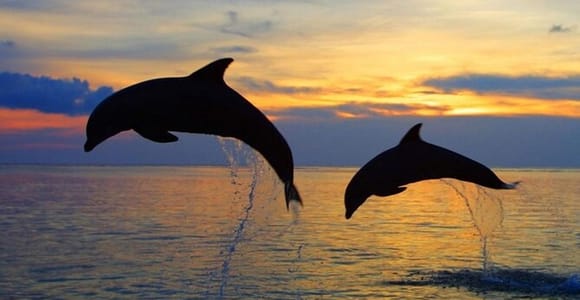 Pula: Boat Dolphin tour and Romantic Sunset at N.P. Brijuni