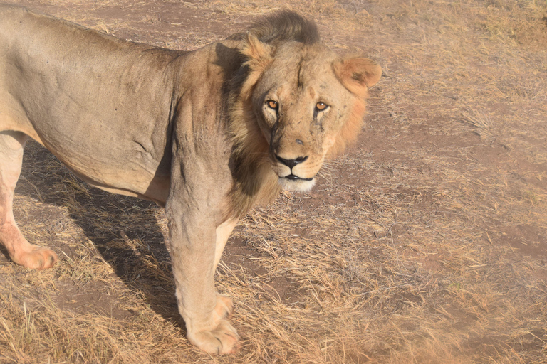 Nairobi: 4-Day Masai mara Naivasha Tour