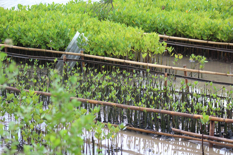 Bagek Kembar: Mangrove & Stingless Beekeeping Experience