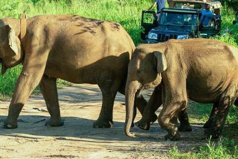Pasikuda: Polonnaruwa Ruins & Hurulu Eco Park Safari Without Ticket