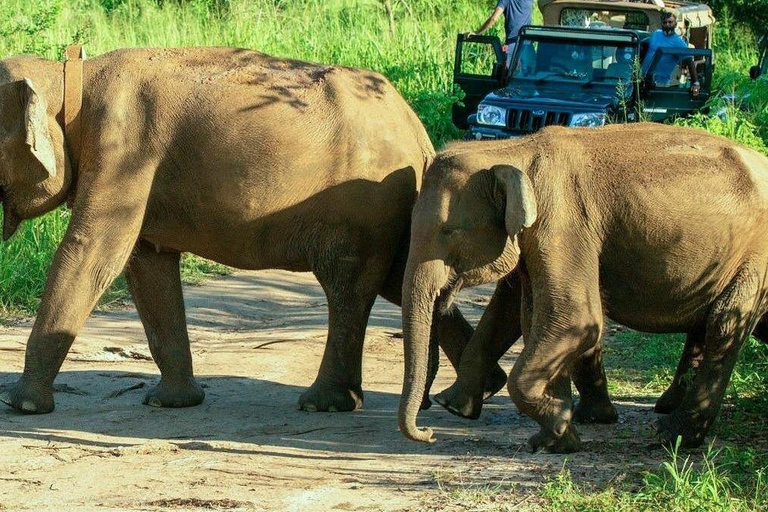 Pasikuda: Polonnaruwa Ruins & Hurulu Eco Park Safari Without Ticket