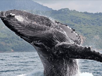 Las Terrenas: Private Whale Watching Half day