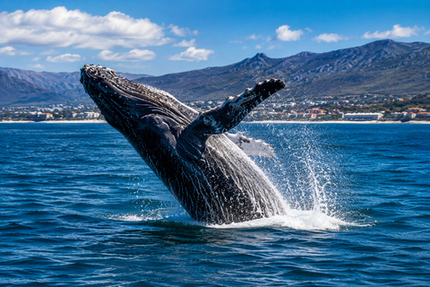 Cape Town: Whale Watching & Penguin Coastal Tour
