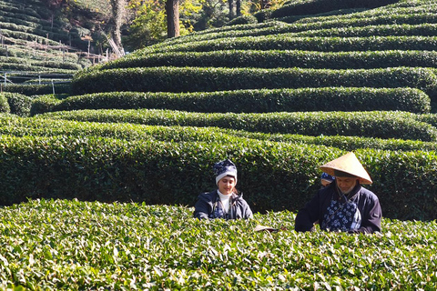 Hangzhou: Tea Picking, Roasting, and Fan-Making Experience Premium Tea Picking, Drone & Lacquer Fan Experience