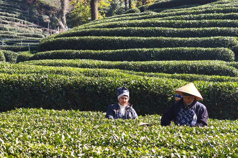 Hangzhou: Tea Picking, Roasting, and Fan-Making Experience Premium Tea Picking, Drone & Lacquer Fan Experience