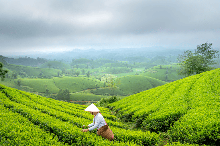 Jakarta: Tangkuban Perahu Volcano & Tea Plantations Day-Tour