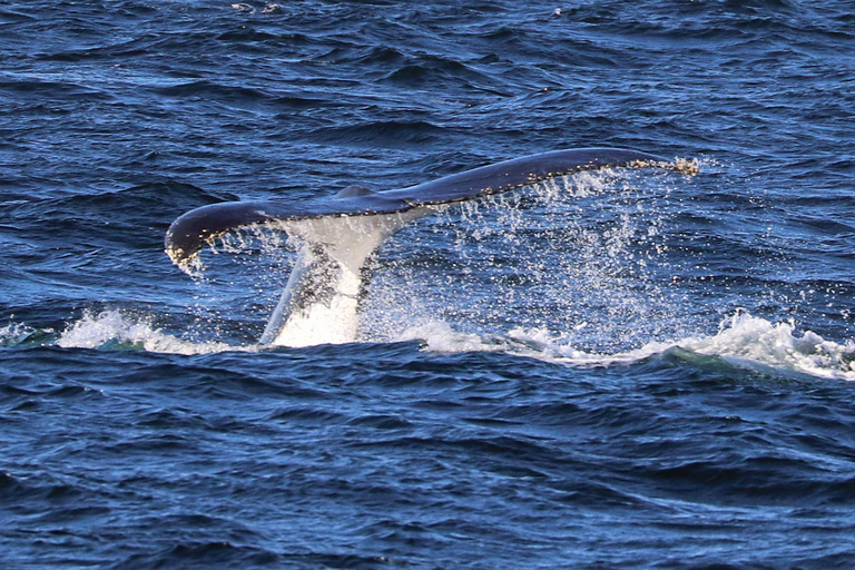 Sydney; Whale Watching
