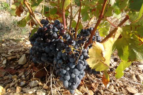from avignon wine education with lunch in a private chateau
