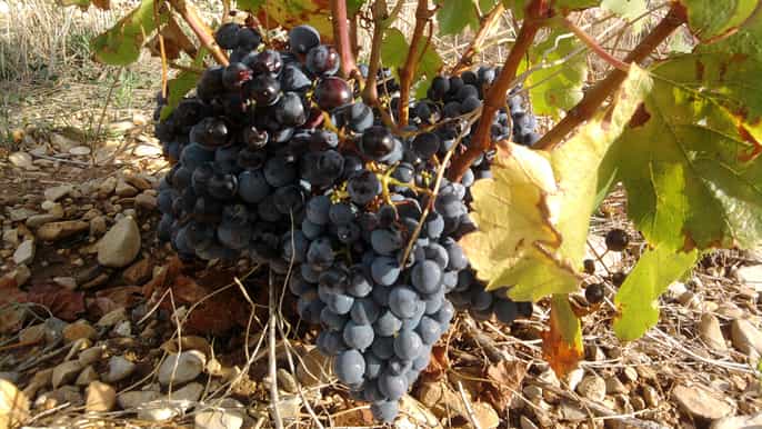 from avignon wine education with lunch in a private chateau